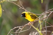 southern_masked-weaver (2)